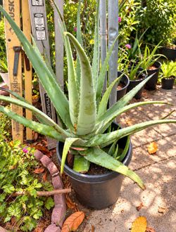 Large Aloe Vera  plant / Savila