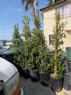 Ficus Privacy hedges