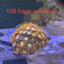Zoanthids Plastic Coral Frags An Mini Colonies 