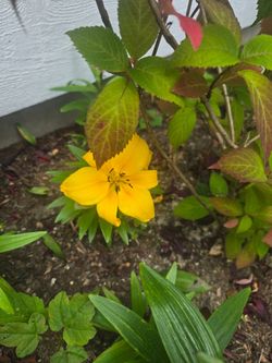 FREE – Lily Bulbs (Approx. 2 Dozen)