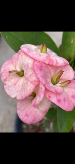 Corona de Cristo flor jumbo $45