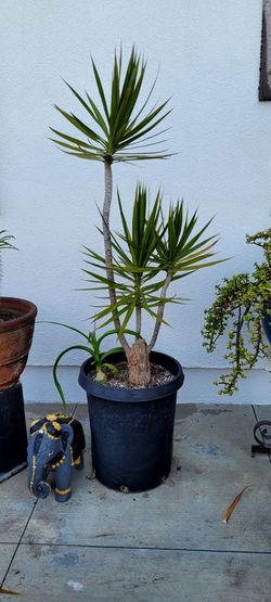 Dragon tree Madagascar trunk tree