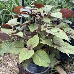 Shiso Plant (Perilla) - Japanese Basil