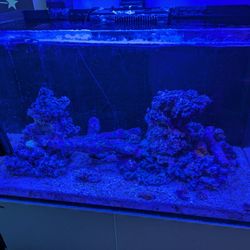 Reefer 250 saltwater aquarium w/ Apex