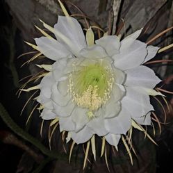 Night Blooming Cerius Cactus