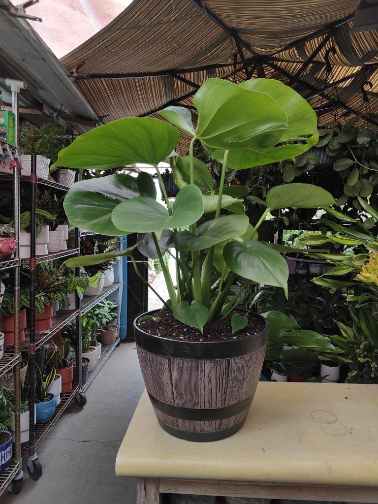 Monstera Deliciosa Indoor Plant