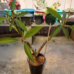Hawaii Plumeria Plant 