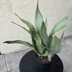 moonshine sansevieria Snake Plant