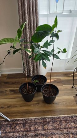 Jackfruit plants