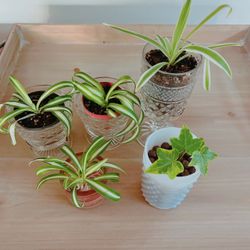Monstera Spider And Indoor Plants