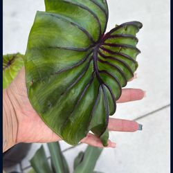 Plants 