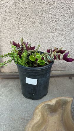 Varias plantas