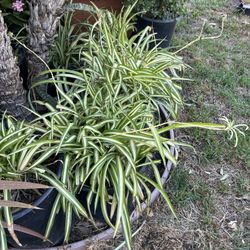 Spider  Plant 