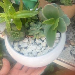 plants