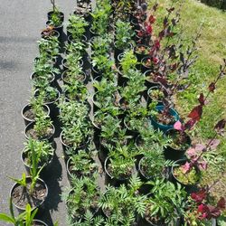 Marigold Plant Each $5