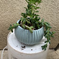 Succulent Plants In Ceramic Vase (vase 5 Inch High)