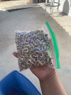 Organic Moringa seeds