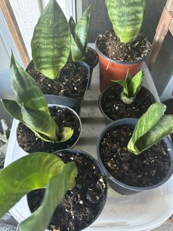 Rooted Snake Plants
