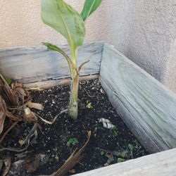 Baby THAI banana Tree