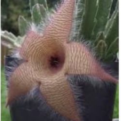 BEAUTIFUL STAPELIA GIGANTEA