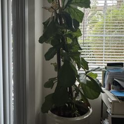 Large Fiddle Leaf Fig in Off-White Ceramic Pot 