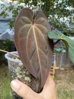 Greenhouse sale