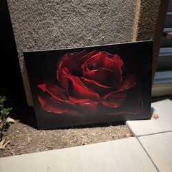 rose canvas 