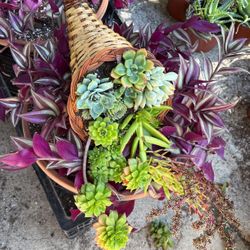 Succulents
