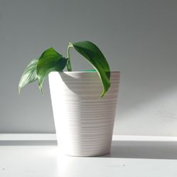 Rare Aroid Variegated Monstera Lechleriana Plant/ House Plant/ Indoor Plant 