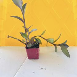 Moving Plants Sale 