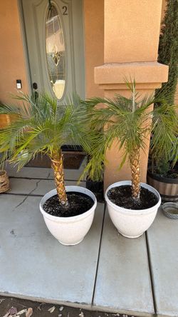 2 Pygmy date palm tree