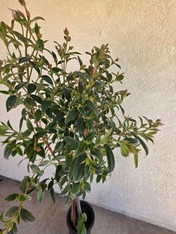 💜Tibouchina (Princess Flower / Glory Bush)💜