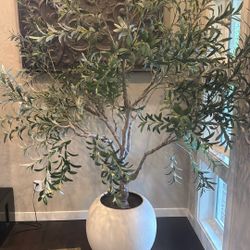 Costco Olive Tree 