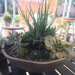 Live Succulents Plant Boutique Sale