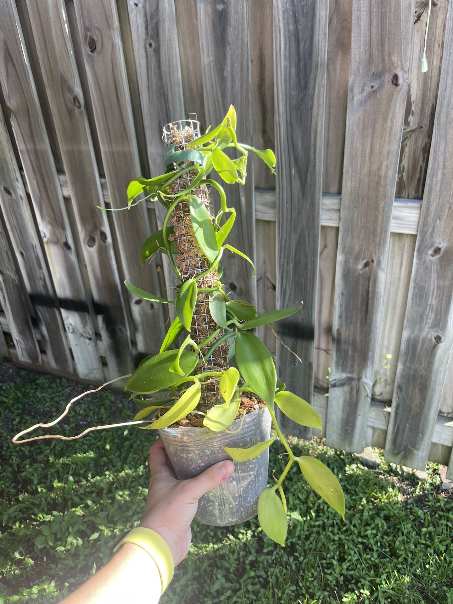 Vanilla Orchid On Pole