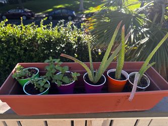 Small Potted Plants in Tray – Mint and Aloe (each $4 ; all 2 mint 3 aloe vera for $15