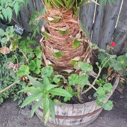 Canary Island Date Palm Tree