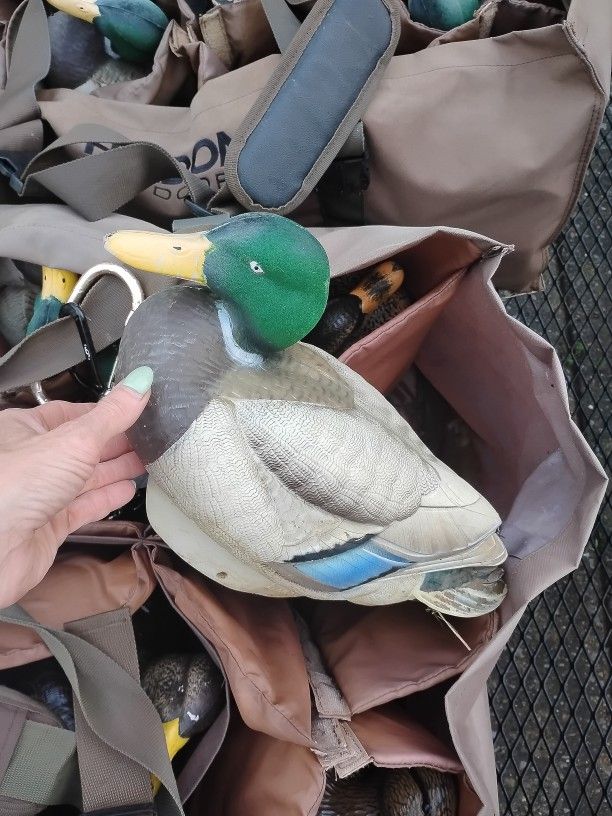 Never Can Have Enough Decoys....