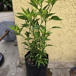 Chiltepin Tenemos Plantas De Venta 