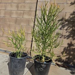 Fire Stick Suculent Cactus Plant 