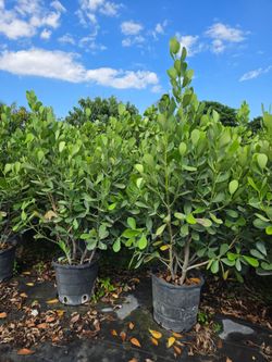 huge clusias About 7 feet tall  Instant  privacy Hedge for fence minimum qty 20+