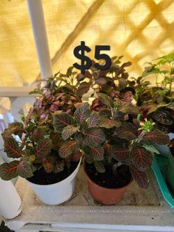 Nerve Plant