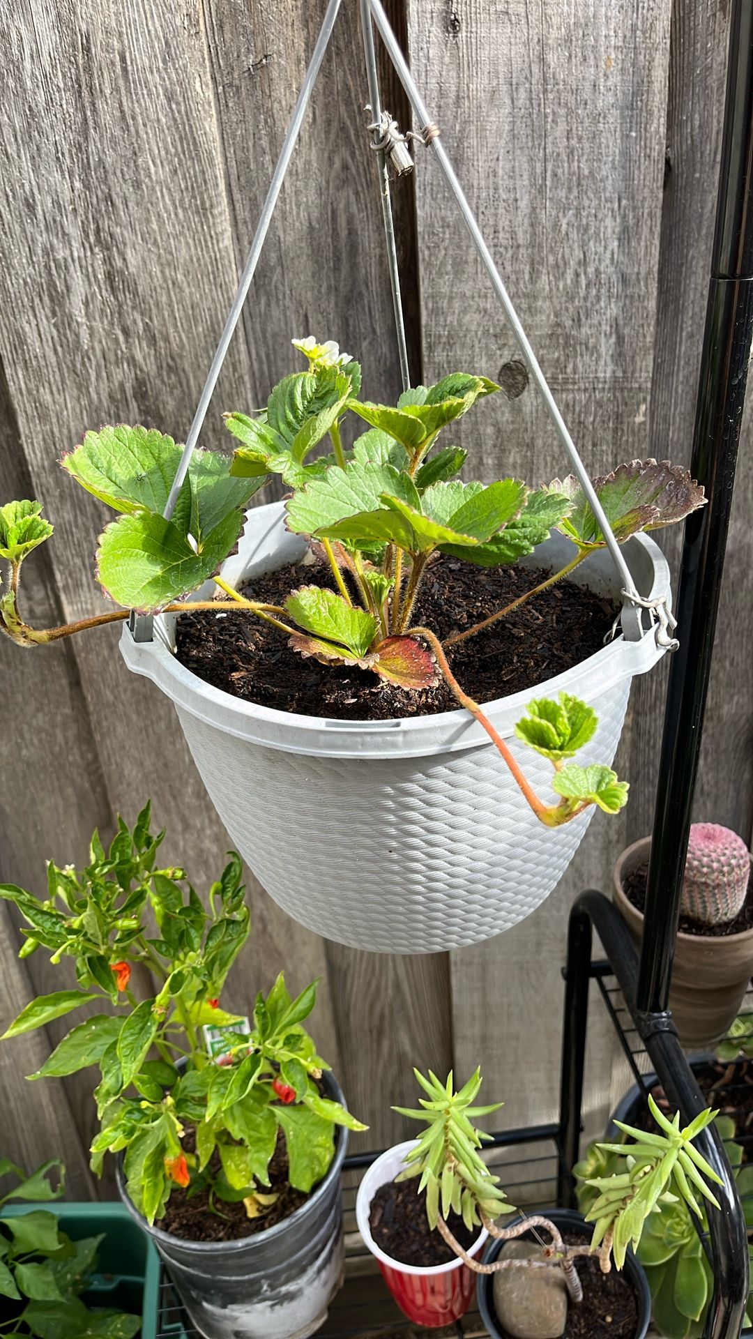 Everbearing Strawberry Plant