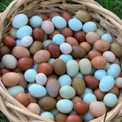 Chicken Egg