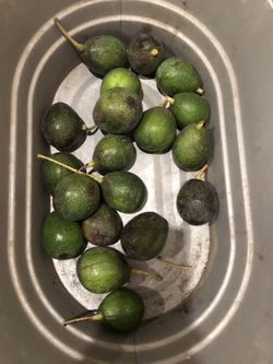 ORGANIC 🥑 AVOCADOS 🥑 $1 each