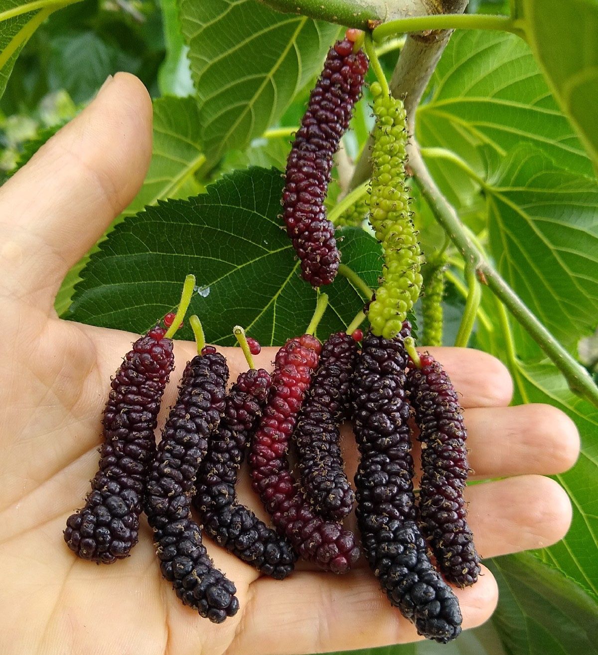Pakistan Mulberry Tree Garden Fruit Rooted Landscaping