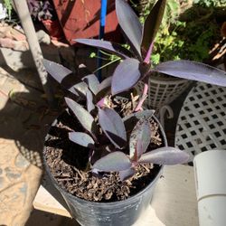 Purple Plant 1 Gallon Container.