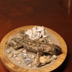Taxidermy lizard 