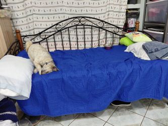 Cama