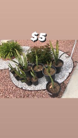 Plantas